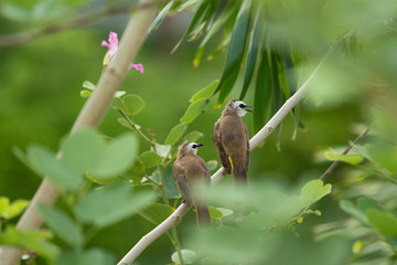 Beautiful Yellow-vented Bulbul birds staying on the big tree branches together close up. Asian and tropical zone bird photography.