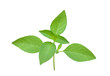 © nakornchaiyajina - Basil leaves isolated on white background