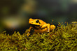 Young golden poison frog 