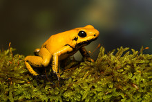 Young Golden Poison Frog "Blackfoot" On A Mossy Branch