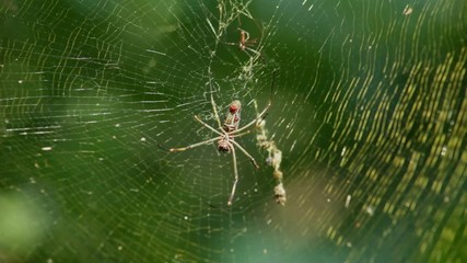 Ecudorian spider 