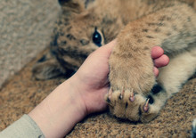 Photo Of A Lion Cub That Hugs A Human Hand With Its Paws. Close-up Of A Muzzle Of A Lion Cub, His Paw And A Human Arm