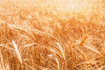 Gold Wheat Field. Beautiful Nature Sunset Landscape.