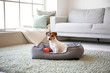 © Pixel-Shot - Cute dog in pet bed at home