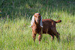 brown baby goat with long white ears in meadow