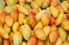  Fresh Mango In Pile In The Harvest Season