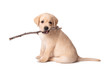 Labrador puppy playing with a stick on a white background