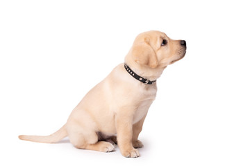 Wall Mural - Adorable labrador puppy sitting on a white background