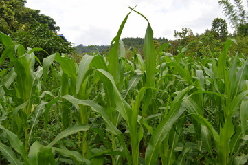 Maize field with long green leaf