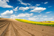 © marcin jucha - Rows on Cultivated Field in Countryside or Farm. Plantation in Fields. Blue Sky over Horizon