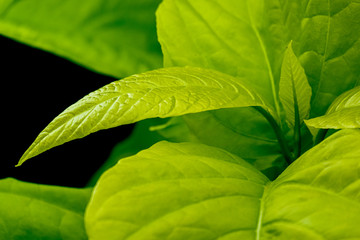 Wall Mural - Close up green leaves of plant branch. Beautiful natural tree on black background.