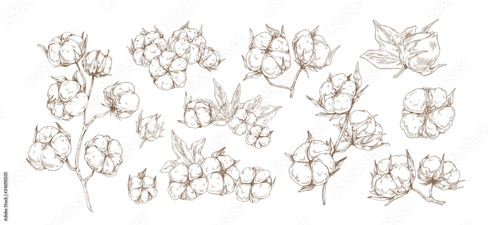 Set of raw cotton flower monochrome vector graphic illustration. Collection of different floral buds plant with branch and leaves isolated on white background. Natural fluffy organic herb - obrazy, fototapety, plakaty 
