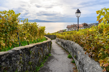  Pathway in the vineyard, Lavaux Region, Switzerland