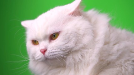 Wall Mural - Portrait of white furry cat. Studio colorful light footage. Luxurious domestic kitty poses on green background.