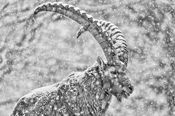 Sticker - The power of Alpine ibex against frozen winter (Capra ibex)