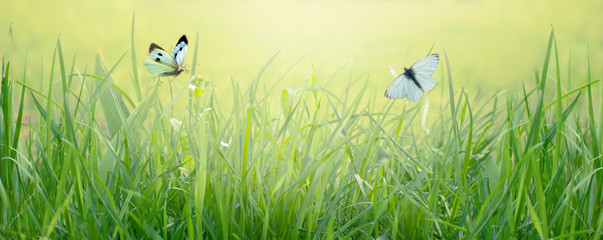 Wall Mural - Green grass meadow with two white butterfllies