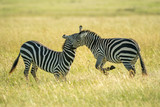 Fototapeta  - Two plains zebra fighting in long grass