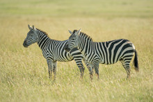 Two Plains Zebra Standing In Tall Grass