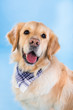 Golden retriever with a checkered scarf on the floor, blue background. Studio shot of an adorable sitting Golden Retriever that looks happy and fun