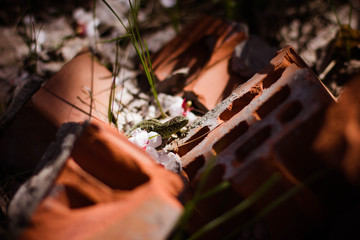 green lizard hiding in bricks