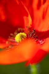 Wall Mural - amapola silvestre (Papaver rhoeas L.)