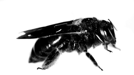 black bee on white background