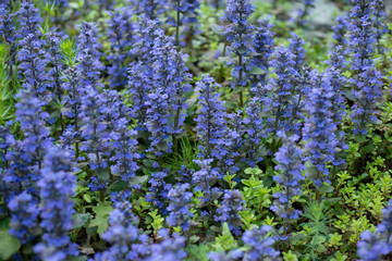 Wall Mural - Flower  Ajuga blooms in the garden