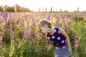 A close-up portrait of a little cute girl with blond hair plays on a flowering lupine field. Childhood concept. Kids and nature.