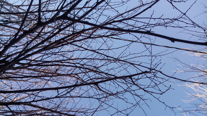 tree brown twigs and branches