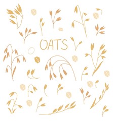 Wall Mural - Set of oats in a flat style Isolated on a white background. Oat illustration, oatmeal flake and oat ear. Ears of wheat. Stalks of oats.