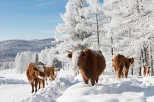 Cows In The Winter , Among The Snowy Trees. Altai Mountains, Russia