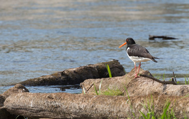 Poster - Eurasian oystercatcher (Haematopus ostralegus) on the rock