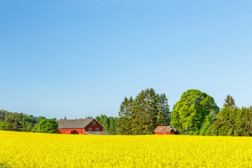 Flowering rapeseed field at a farm with a barn