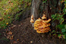Orange Polypores Mushroom Is Growing On Bark Of Tree At Autumn. Edible Musroom In Forest.