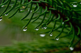 Fototapeta  - krople deszczu na zielonych igłach świerku, makro