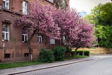  
Spring. Sakura color. Street with sakura trees
