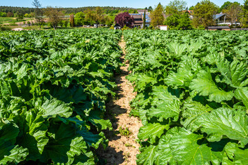 rhubarb field in spring