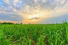 Sugarcane Field In Sunset Time