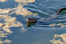 River Otter In South Florida Lakes