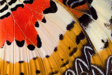 Closeup Of An Indonesian Cethosia Hypsea Butterfly Wing