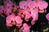 Fototapeta Do przedpokoju - Beautiful blooming orchid in May