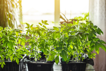 Wall Mural - Tomato seedlings in pots are near the window. Concept of agricultural works on cultivation of cultivated plants