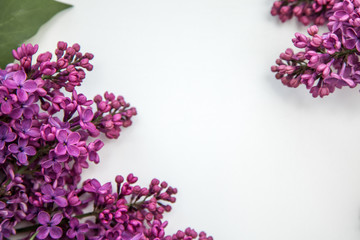  Beautiful lilac on a white background