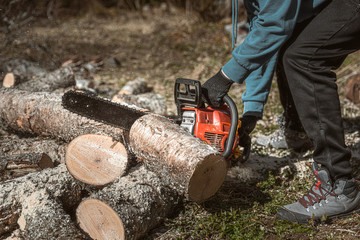 a man sawing a tree with a chainsaw. removes forest plantations from old trees, prepares firewood