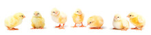 Little Yellow Chicks Isolated On White Background. Farm Incubator Chickens On Walk.