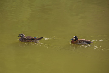 Two wild ducks swimming on a lake