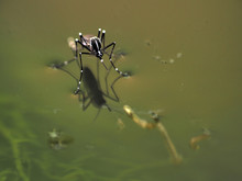 Macro Of Aedes Mosquito On Still Water