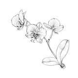 Fototapeta Storczyk - Orchid tropical flowers blossom on branch isolated on white background. Vector botanical illustration