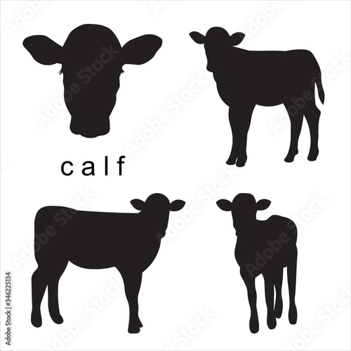 Cuadros en Lienzo Vector black calf illustration of farm animals