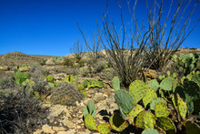 Opuntia Cacti And Other Desert Plants In The Mountains Landscape In New Mexico, USA